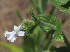 Nemesia silvatica