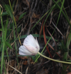 Calochortus umbellatus