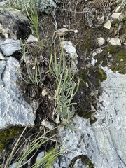 Beschorneria calcicola