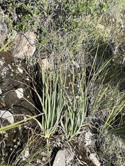 Beschorneria calcicola