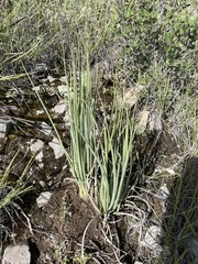 Beschorneria calcicola