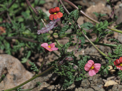 Jamesbrittenia breviflora