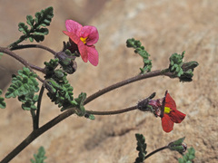 Jamesbrittenia breviflora