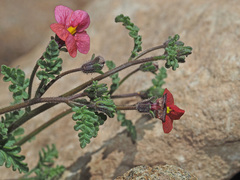 Jamesbrittenia breviflora