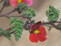 Jamesbrittenia breviflora