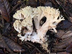 Ramaria rubiginosa