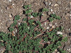 Pelargonium capituliforme