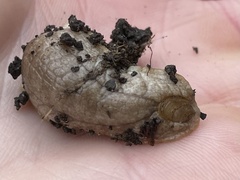 Testacella haliotidea