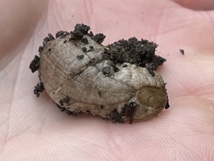 Testacella haliotidea