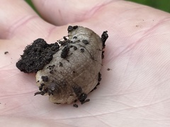 Testacella haliotidea