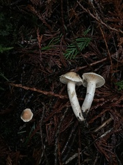 Hygrophorus graveolens