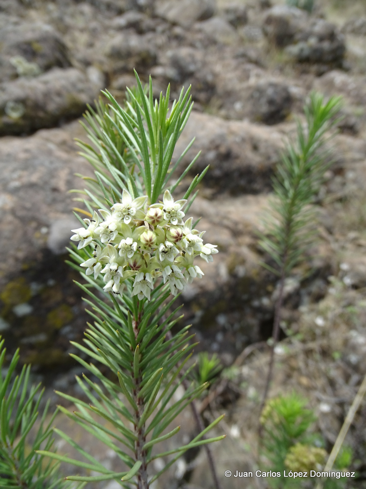 Asclepias linaria