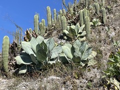 Agave gypsicola