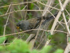Catamenia analis
