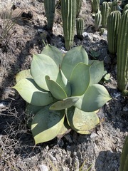 Agave gypsicola