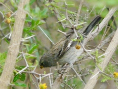 Catamenia analis