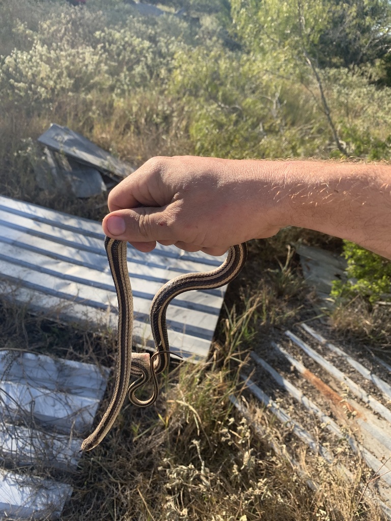 Texas Patch-nosed Snake in November 2021 by crotrox · iNaturalist