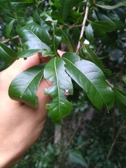 Omophoita magniguttis
