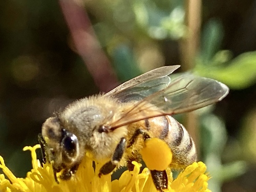 iNaturalist observation photo of Western Honey Bee