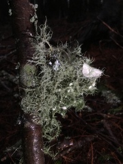 Usnea quasirigida