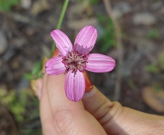 Cosmos carvifolius