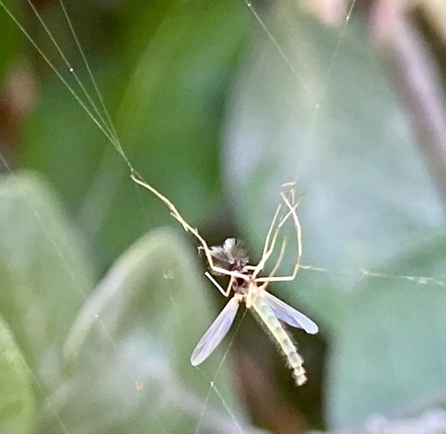 iNaturalist observation photo of Non-biting Midges
