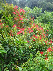 Mussaenda erythrophylla