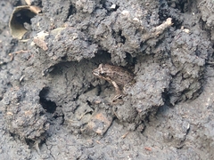 Leptodactylus melanonotus