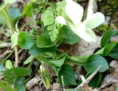 Viola striata