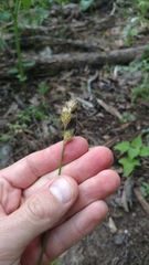 Carex tetrastachya