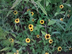 Sanvitalia procumbens