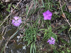 Dianthus palinensis