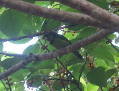 Psilopogon pyrolophus