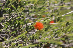 Melaleuca aestiva