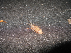 Pharsalia subgemmata