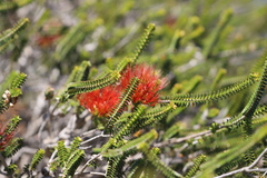 Melaleuca aestiva