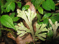 Selaginella willdenowii