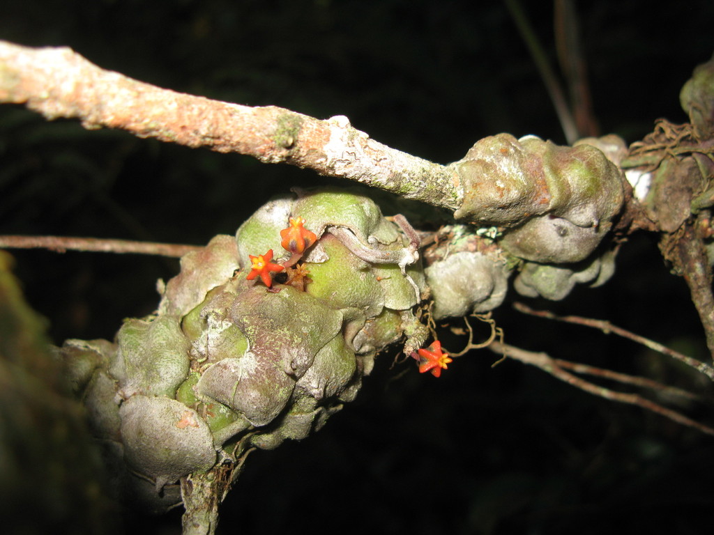 Marsdenieae