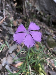 Dianthus palinensis