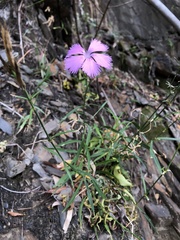 Dianthus palinensis