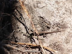 Sceloporus grammicus