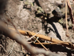 Sceloporus grammicus