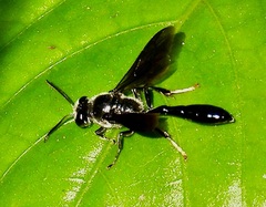 Trypoxylon lactitarse