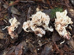Ramaria rubiginosa