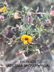 Adesmia microphylla