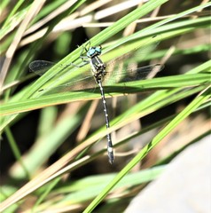 Eusynthemis deniseae