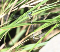 Eusynthemis deniseae