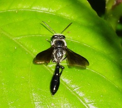 Trypoxylon lactitarse