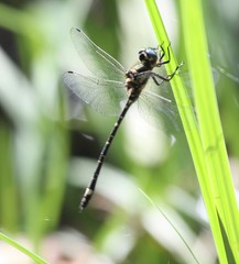 Eusynthemis deniseae