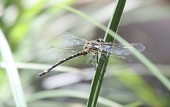 Eusynthemis deniseae